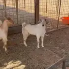 تيوس العدد2 فل شحم