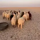 بهم مراح طيب