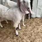 مشاريك