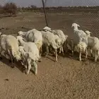 غنم حريه