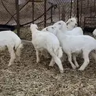 ذبايح حري مع الصلخ والتوصيل
