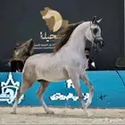 مهره حفيده بطل العالم الكسندر