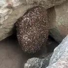 نحل اندلوسي حصلته عندي في بيت