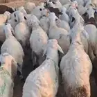 طليان سواكن تربيه فوق شهر ونص