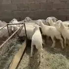 رخال صافي