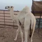 قعدان اثنين فل شحم الموقع جنوب برودان طريق ارين