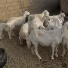 ضان وليد