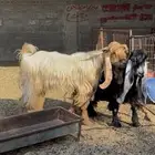 تيس اصفر حار