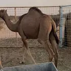 بكرة مقنى
