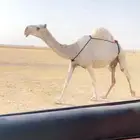 الخلفه الوضحاء الكفو