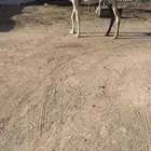 بكره وضحا