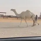 لقحه وضحا من ابل طيبه