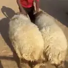 للبيع طليان نعيم