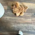 للبيع أنثى Toy Poodle مدربة وأليفة