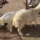 طليان نعيمي