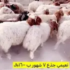 نعيمي جذع 1600