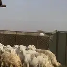 ضان حرش السوم 750