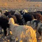 ضان نجد العدد62