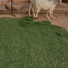 عنز تحتها جفره