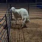 حري مشروع فحل