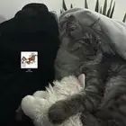 قط ذكر عمره 5 شهور ونص طالب تزاوج