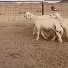 بهم حري خرفان تم تم اللبيع