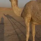 ضروبة للبيع