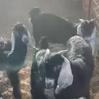 تيوس. مندي طيبه.