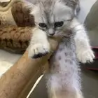 قطوه للبيع عمره 3 شهور