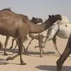 للييع ناقه صفرا ضروبه طيبه بالحيل سنها رباع