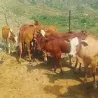 سبعة ذكور ثنتين إناثي