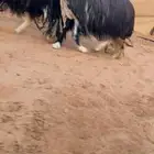 تم البيع