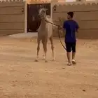 مهر ولد