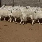 حرش (( دفيع ))