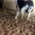 عرض بيع طلي نادر