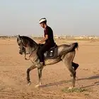حصان شعبي بطل