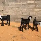 للبيع عنز سديس معاه تيس و جفره2 الديس شرط و الصحه شرط