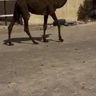بكره دلمه فريحيه