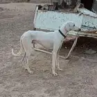 مطلوووب سلوقي