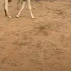 القصيم