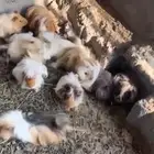 و ب ر هولندي امريكي