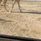 رماني فحل