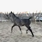 فرس شيييخه لقااح ثقيل