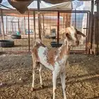 عنز عمرها موضوح بالصورة