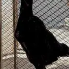 شامو الماني خارجي