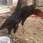 المجاردة