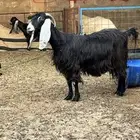 عنز عارضيه حلييب
