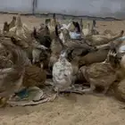 صيصان دجاج