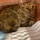 قطه مفقوده Missing cat