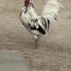ديك بلدي لون مرتب